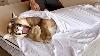 Puma Messi S Complicated Temperament Swaddled To Calm Him Down Spoiled Kitten Fun In The Family